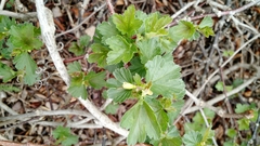 Ribes hirtellum