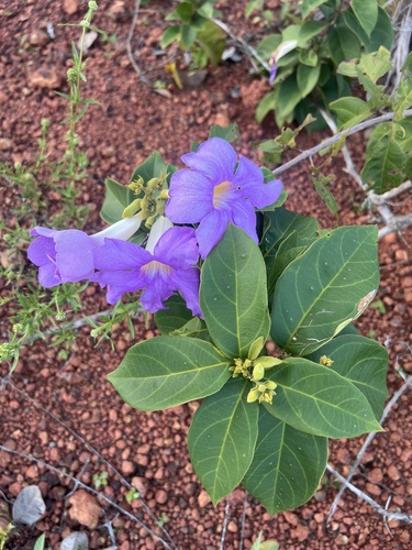 Bush Thunbergia