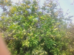 Melicoccus oliviformis