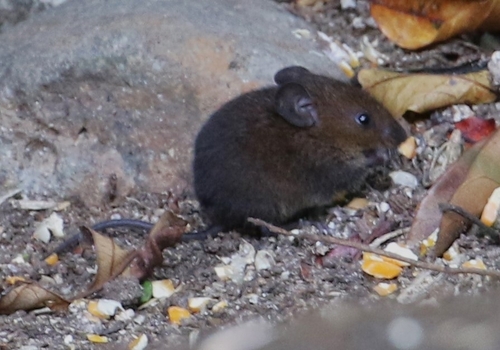Alston's Brown Mouse