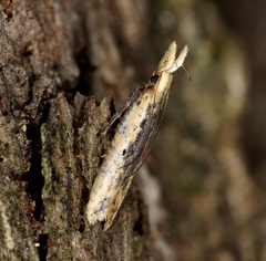 Dichomeris ochthophora
