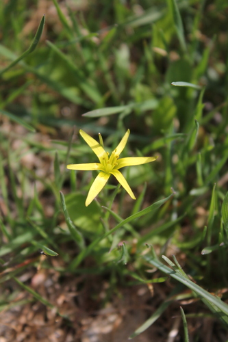 Gagea ucrainica