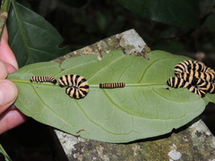 Methona confusa confusa