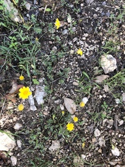 Tetraneuris linearifolia