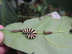 Methona confusa confusa