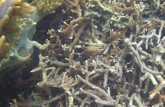 Ostorhinchus compressus