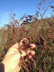 Thamnochortus spicigerus