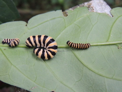 Methona confusa confusa