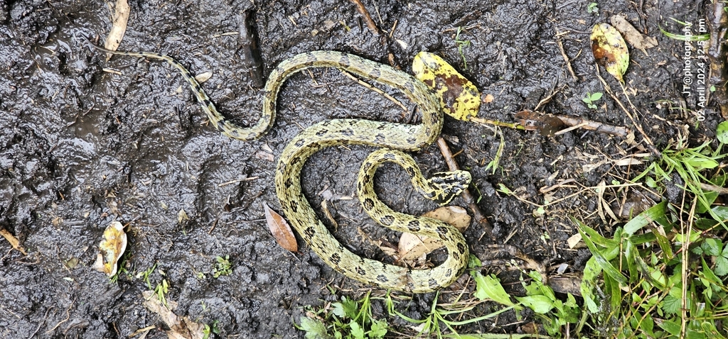 Jerdon's Pitviper
