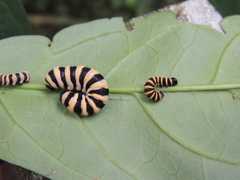 Methona confusa confusa