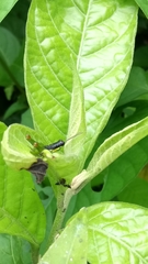 Liebermannacris dorsualis