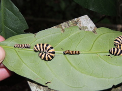 Methona confusa confusa