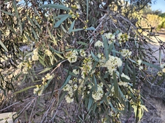 Eucalyptus wimmerensis