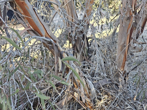 Eucalyptus wimmerensis, photograph 1