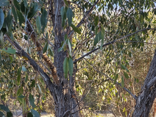Image of Eucalyptus arenacea by (c) Michael McBain, some rights reserved (CC BY)