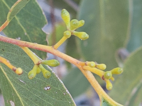 Image of Eucalyptus arenacea by (c) Michael McBain, some rights reserved (CC BY)