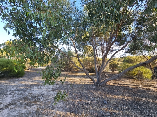 Image of Eucalyptus arenacea by (c) Michael McBain, some rights reserved (CC BY)