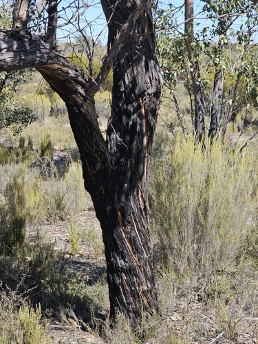 Image of Eucalyptus arenacea by (c) Michael McBain, some rights reserved (CC BY)