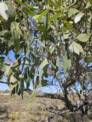Image of Eucalyptus arenacea by (c) Michael McBain, some rights reserved (CC BY)