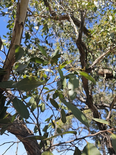 Image of Eucalyptus arenacea by (c) Michael McBain, some rights reserved (CC BY)