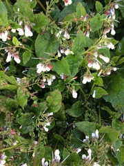 Symphytum officinale