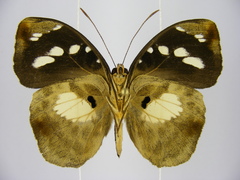 Aterica galene extensa