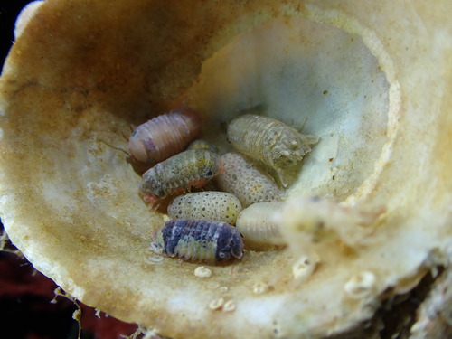 Cymodoce truncata