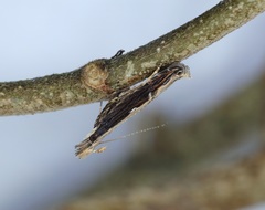 Hypatima spathota