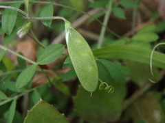 Vicia parviflora
