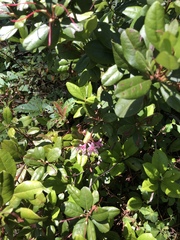 Rhododendron minus var. chapmanii image