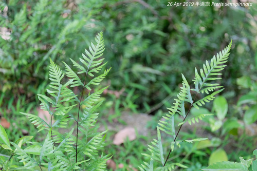 Pteris semipinnata iNat (3)