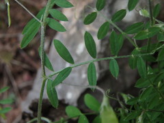 Vicia parviflora