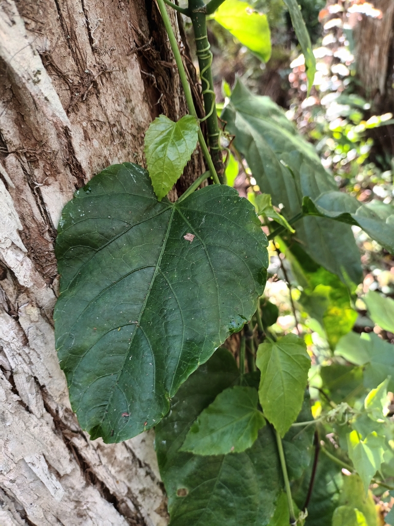 Possum grape from Boynton Beach, FL 33472, USA on March 20, 2024 at 10: ...