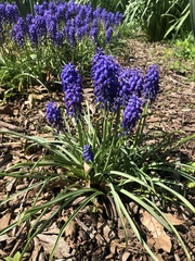 Muscari armeniacum