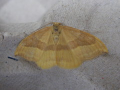 Watsonalla cultraria