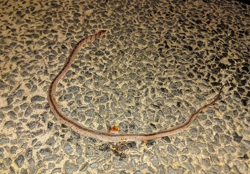 East African Egg Eater, Dasypeltis medici