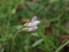 Vicia parviflora