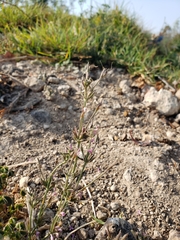 Dicliptera peduncularis