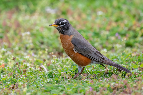 American Robin photographed in Indiana