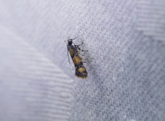 Promalactis lobatifera