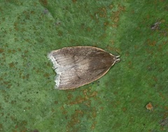 Scythropiodes