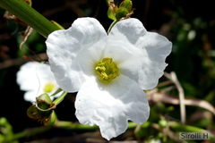 Echinodorus grandiflorus