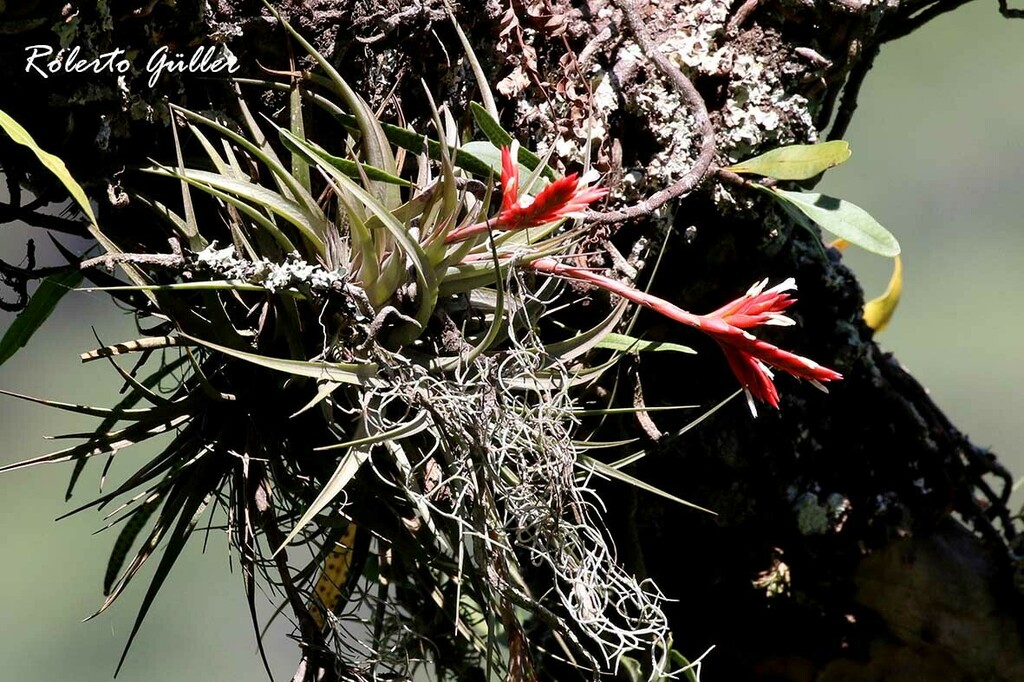 Tillandsia guelzii