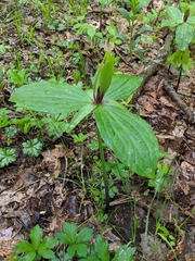 Trillium viride