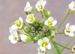 Capsella bursa-pastoris