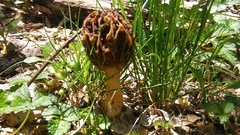 Morchellaceae
