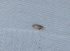 Nepticuloidea