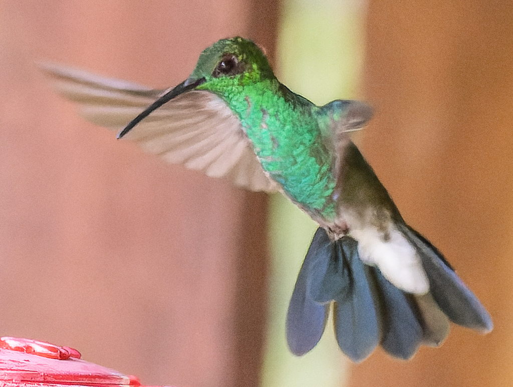 White-vented Plumeleteer (Chalybura buffonii) photo