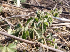 Passiflora bryonioides