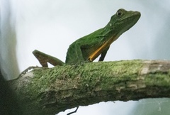 Purple Anole photo 2
